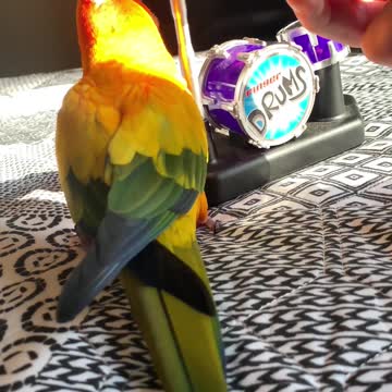 Parrot Screams After Playing Drums