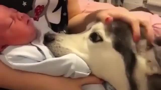 Huskies dote on babies.