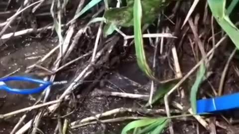 This is a beautiful and charming water-dwelling species