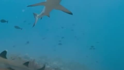 Moorish Idols’ Deadly Encounter with Sharks in the Wild Pacific