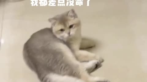 Funny Pets Moments #10
