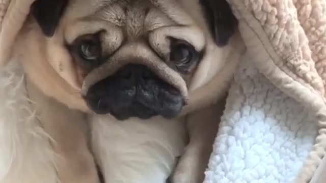 Best Funny Animal Videos 2022 😺 Funny Dog Videos 2022 😁 Funniest Dog Videos 😁😇