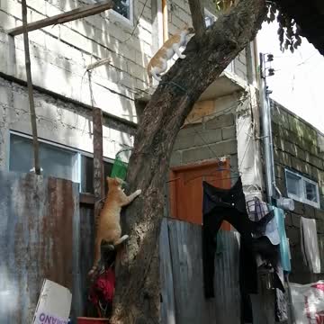 Philippine Cats Climbs the tree and try to sneaked out on Birds Cage