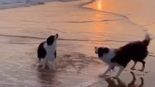 Dogs playing with Football in Good weather - Playtime