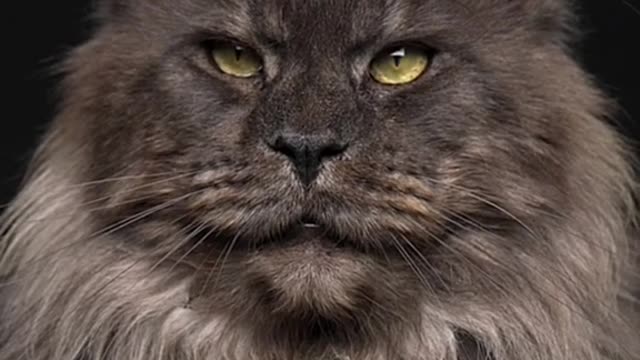 He looked at the Predator