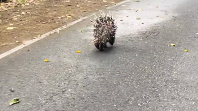 The little hedgehog