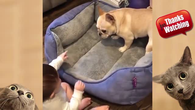 Baby vs dog,playing with the dog.