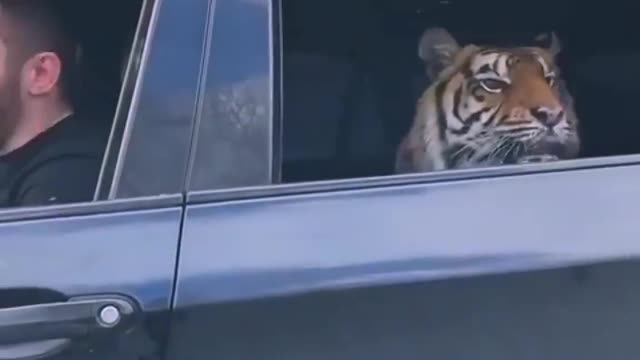 Attitude Tiger In Car