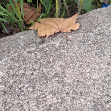 Beautiful grey camouflaged grasshopper!