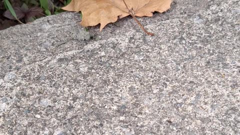 Beautiful grey camouflaged grasshopper!