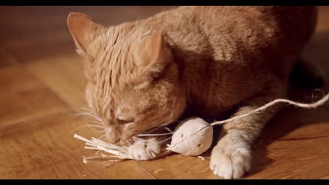 funny cat playing with a Toy