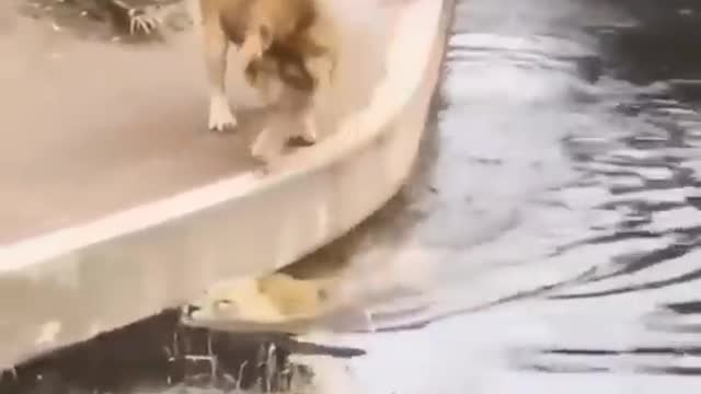 Distracted lion falls into the water unintentionally and his friend tries to help him