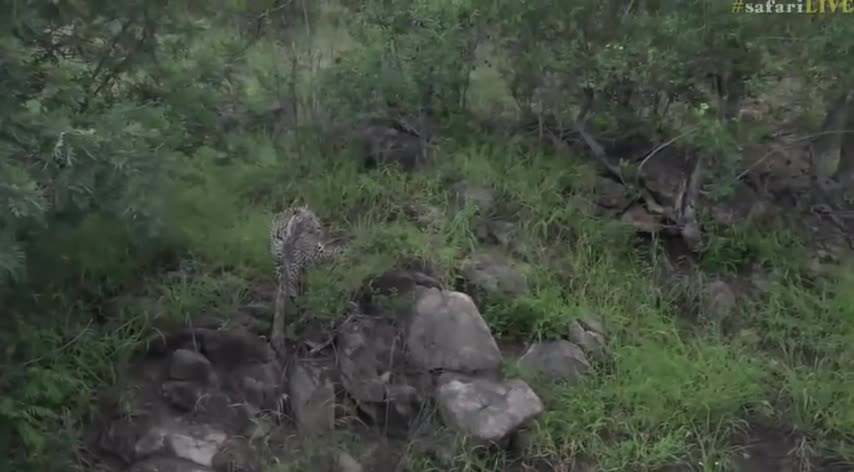 leopard protecting their kill