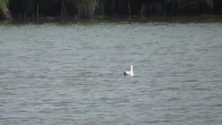 226 Toussaint Wildlife - Oak Harbor Ohio - Herring Gull Bobbing Along