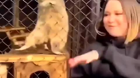 Racoon comicals dance