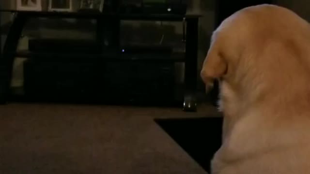 Labrador loves tv