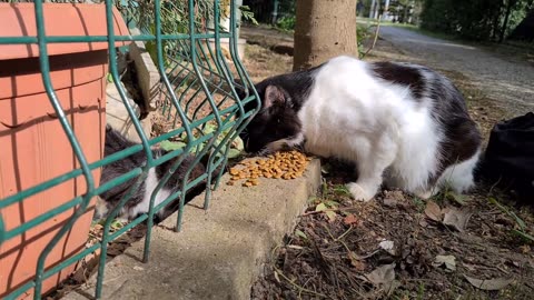 Cute mother cat breastfeeding her baby