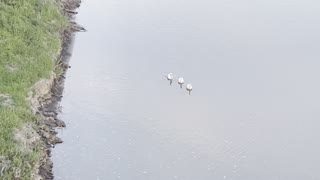 3 swans on river are happy