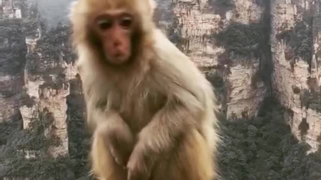 The cute monkey everyone loves