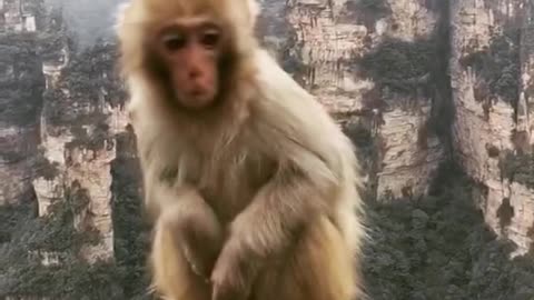 The cute monkey everyone loves