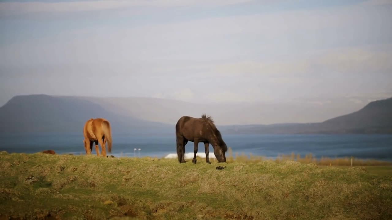 Two beautiful Icelandic horse eating graze