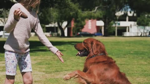 Dog with girl playing