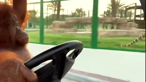 monkey drives to see his tiger friend