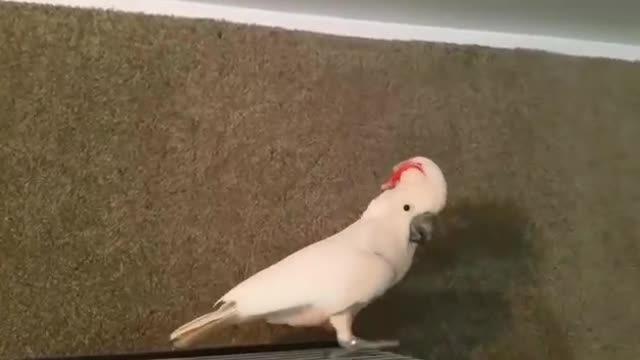 Angry Cockatoo