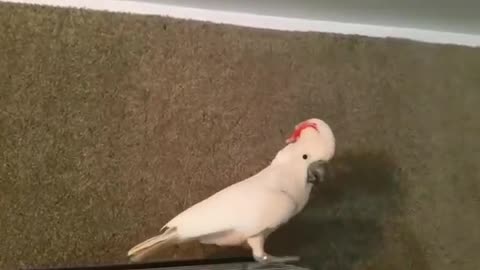 Angry Cockatoo