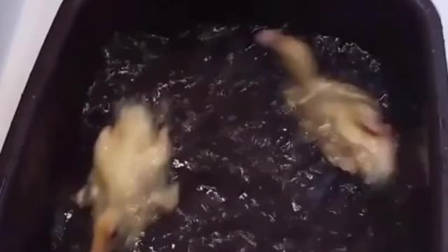 Little ducklings swimming