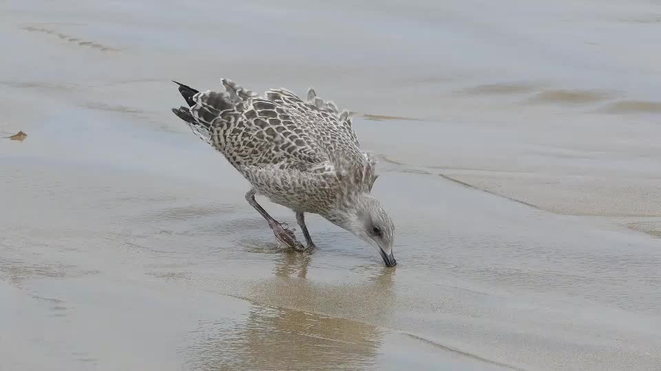 The beauty of birds and the smell of the sea