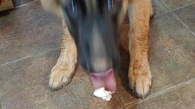 German Shepherd Toby - Trying an oyster for the first time