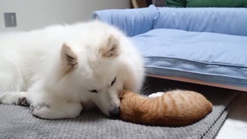 I was millionaire ,dog and cat