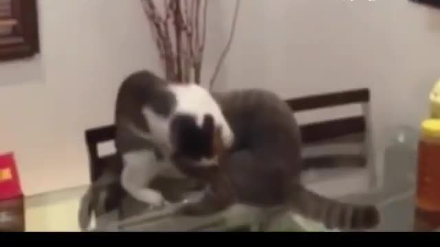 Watch how the cats wrestling them...Watch till the end.....