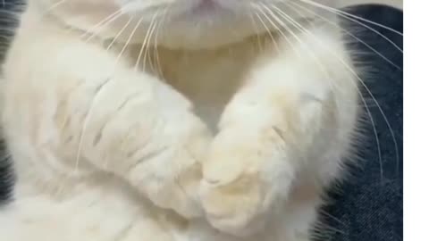 So Cute CAT nice good shorts video