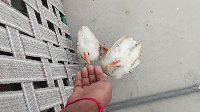 Hungry cocks