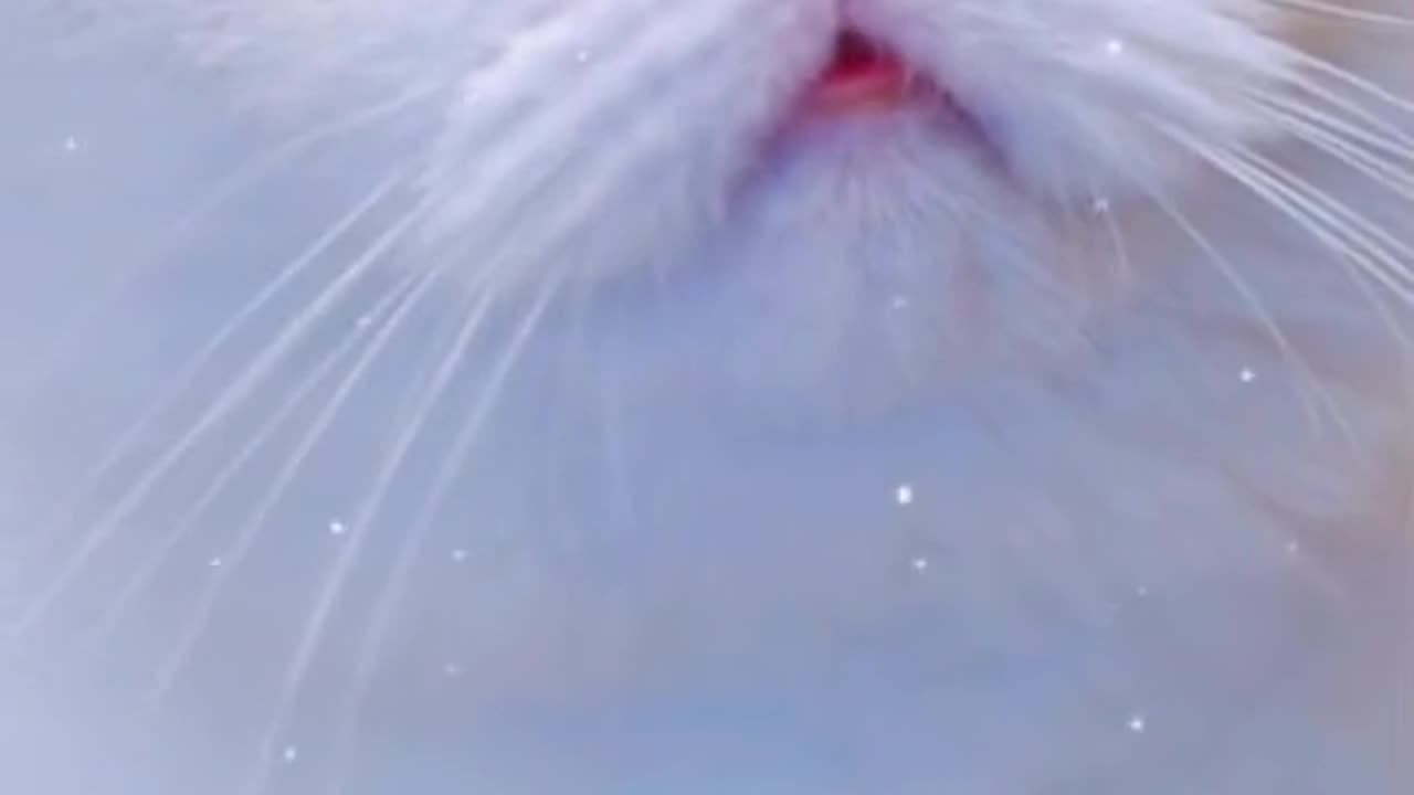 cute cat reakishan 😁😁😁😁😁