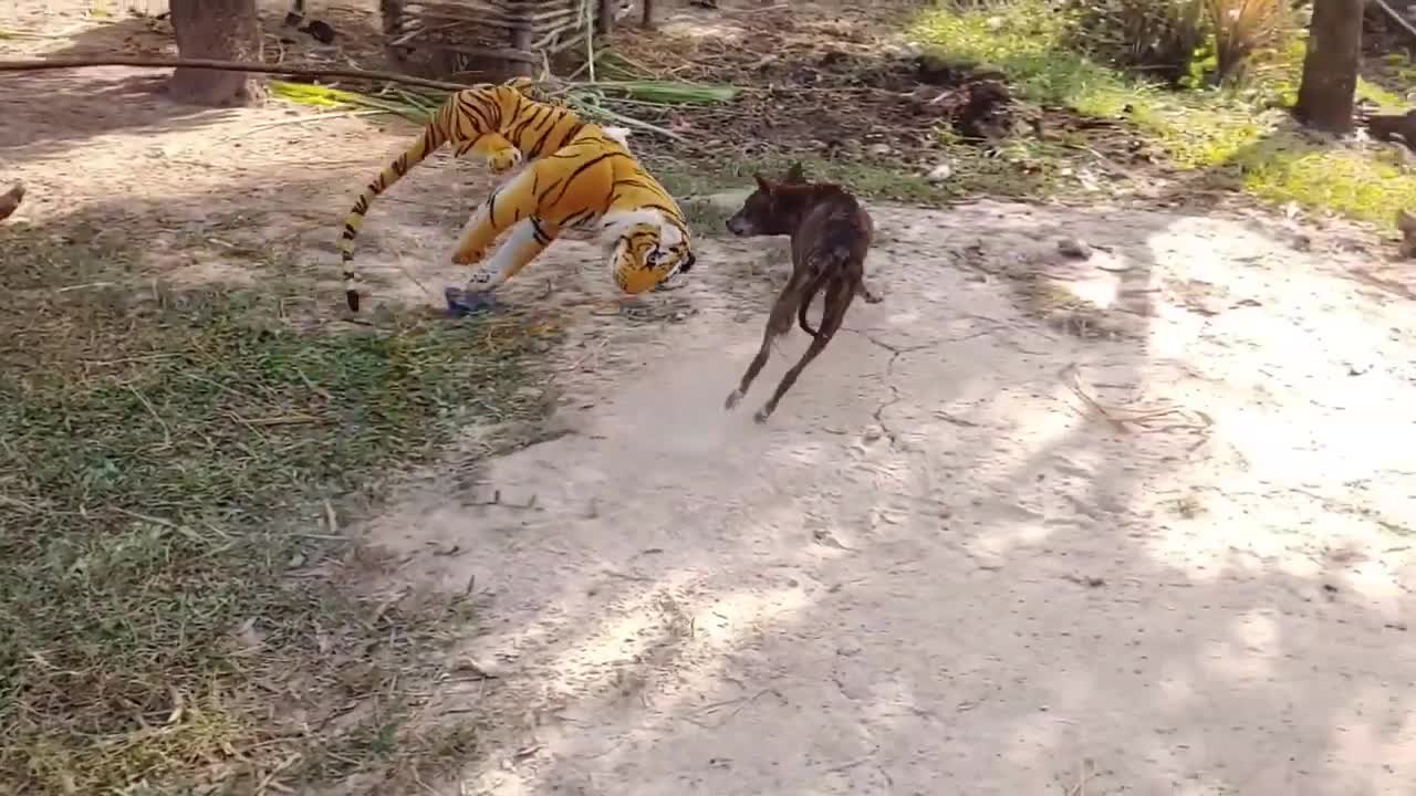 Fake tiger vs dog