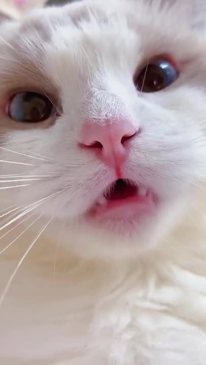 #shorts cat meme & kitten (tik tok video]💘 - funny cats meow baby cute compilation [cat-cash home)