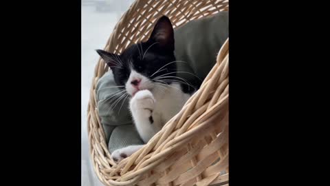 Cutest cat video fan for every day