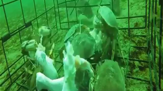 Close up video capturing king crab