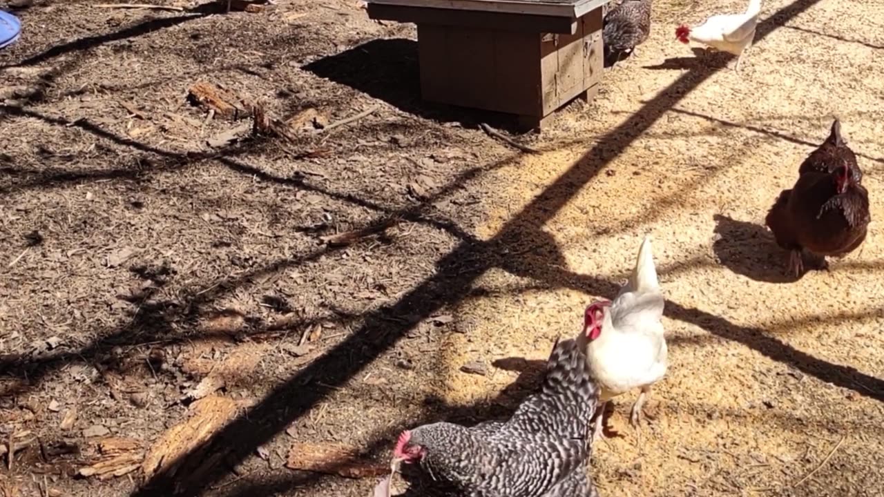 Chickens could use a helping ham.