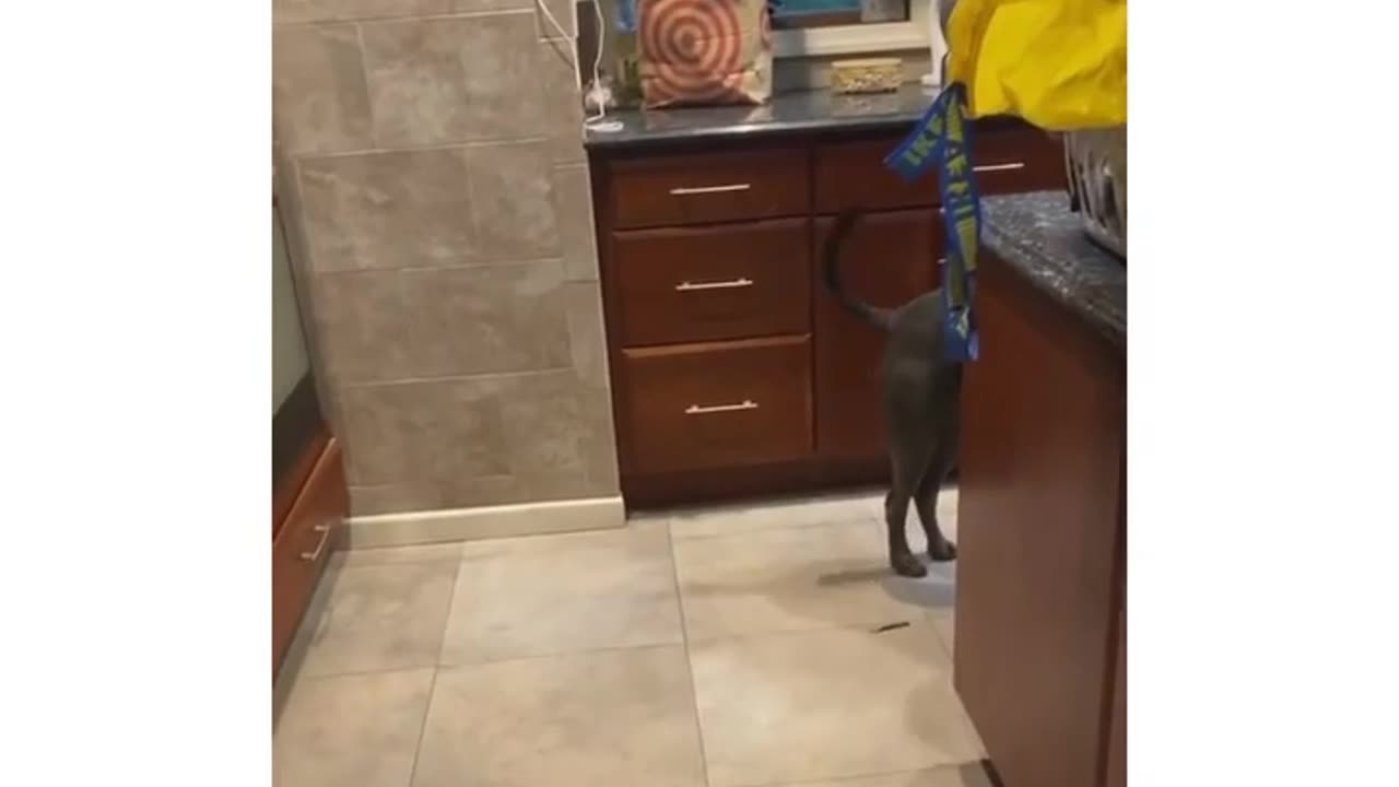 So funny πππFunniest Animals ) Best Funny Cats and Dogs β’πππ