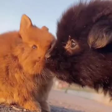 Dog Rabbit kids Funny