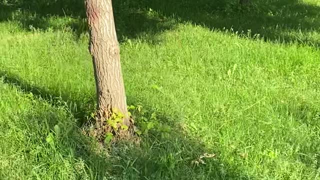 A tree in the grass