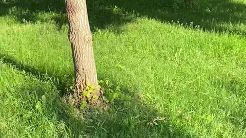 A tree in the grass