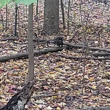 Have you ever seen a black squirrel from Detroit?