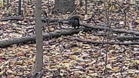 Have you ever seen a black squirrel from Detroit?