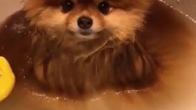 Lil Puppy cute & Funny Moments While Taking Bath