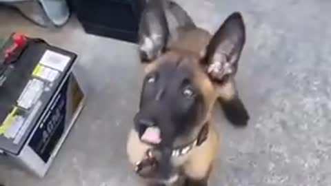 Best easy method to train your dog